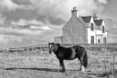 Port of Ness Pony. Port of Ness Pony.