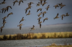 Bird Watching Bird Watching