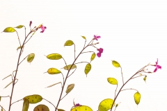 Botanic Gardens, Edinburgh Botanic Gardens, Edinburgh