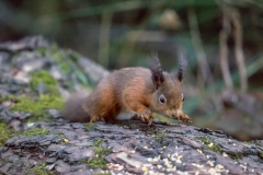 Red Squirrel, Morton L och Red Squirrel, Morton L och
