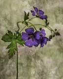 Purple flower Purple flower