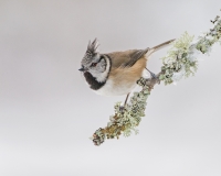 Crested Tit Crested Tit