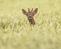 Rutting Roe Buck Rutting Roe Buck