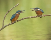 Sibling Rivalry Sibling Rivalry