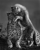 Cheetah and Cub, Maasai Mara, Kenya Cheetah and Cub, Maasai Mara, Kenya