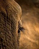 Getting Close, Mana Pools, Zimbabwe Getting Close, Mana Pools, Zimbabwe