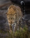 Leopard Portrait, Maasai Mara, Kenya Leopard Portrait, Maasai Mara, Kenya