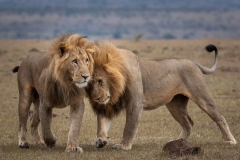 Lion Brothers, Lewa Conservancy, Kenya Lion Brothers, Lewa Conservancy, Kenya