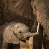 Reaching out to Mother, Mana Pools, Zimbabwe Reaching out to Mother, Mana Pools, Zimbabwe