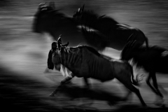 Wildebeest in Motion, Maasai Mara, Kenya Wildebeest in Motion, Maasai Mara, Kenya